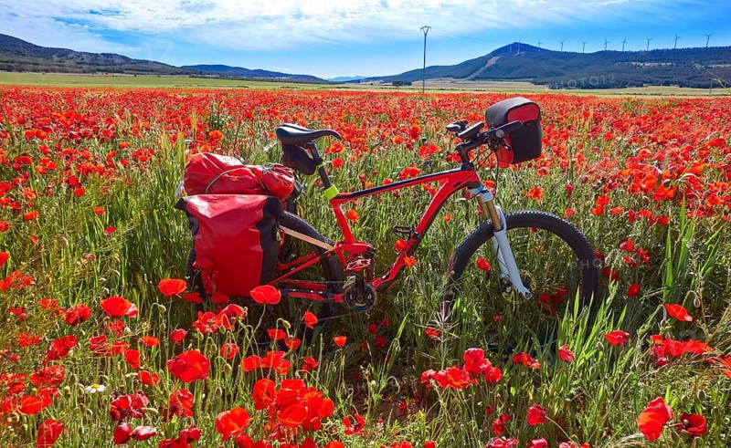Camino de Santiago in bicycle Saint James Way of Levante spring poppies