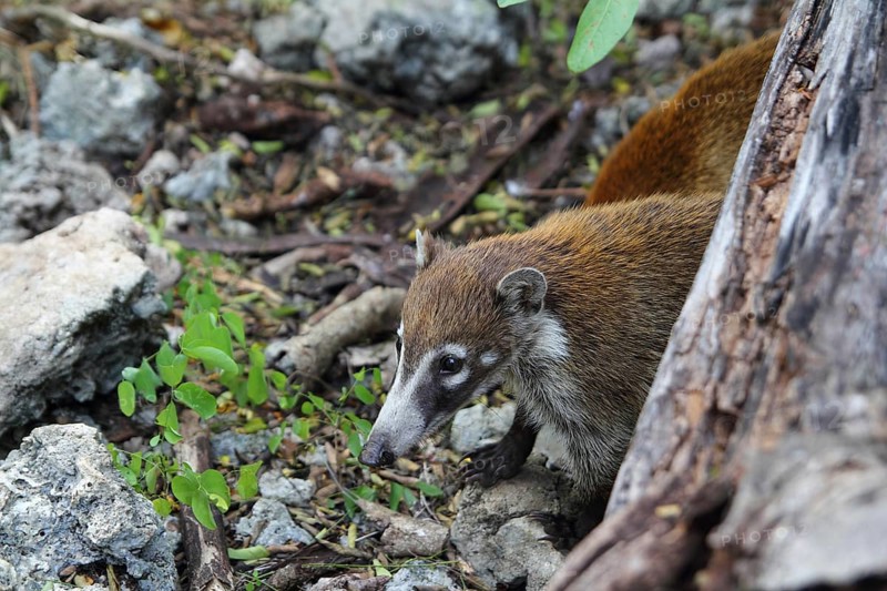 Coati ring Tailed Nasua Narica animal in South America