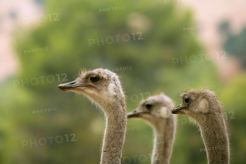 Ostrich portrait outdoor three neck and heads in a row