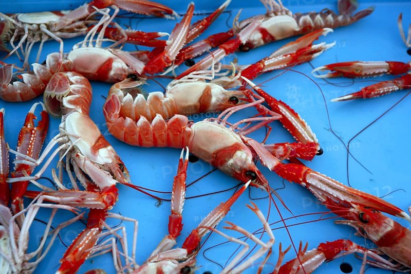 Mediterranean crustacean, Nephrops Norvegicus in red and white