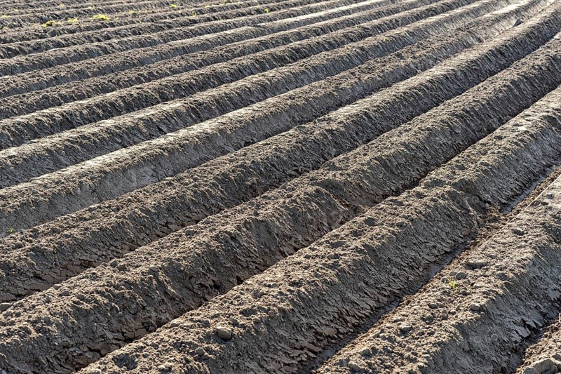 Prepared soil for potatoes in spring