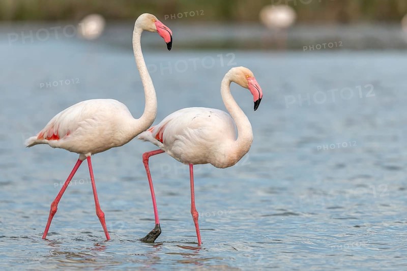 Greater Flamingo (Phoenicopterus roseus) in a swamp in spring. Saintes Maries de la Mer, Parc naturel regional de Camargue, Arles, Bouches du Rhone, Provence Alpes Cote d'Azur, France, Europe