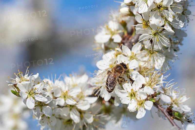 Honey bee collecting pollen from flowers. Spring nature. Bee collects nectar from the white flowers