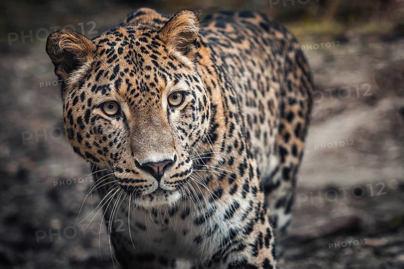 Persian leopard, Panthera pardus saxicolor