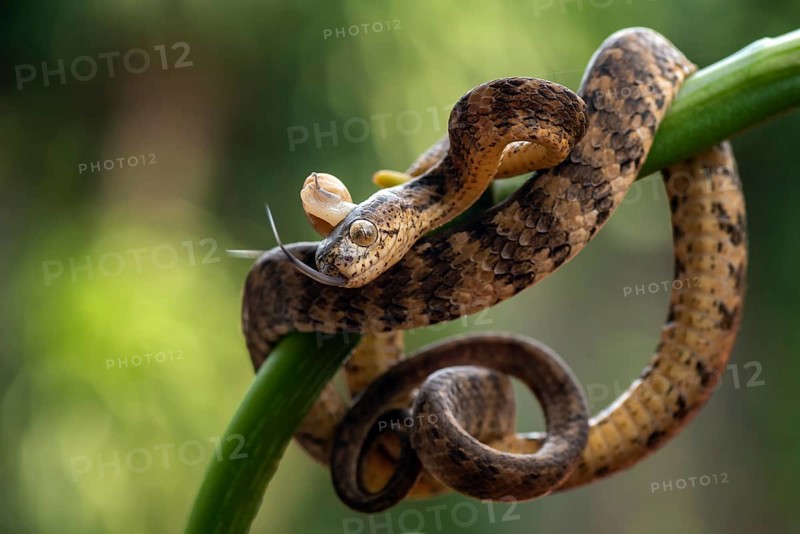 Slug eating snake with its prey