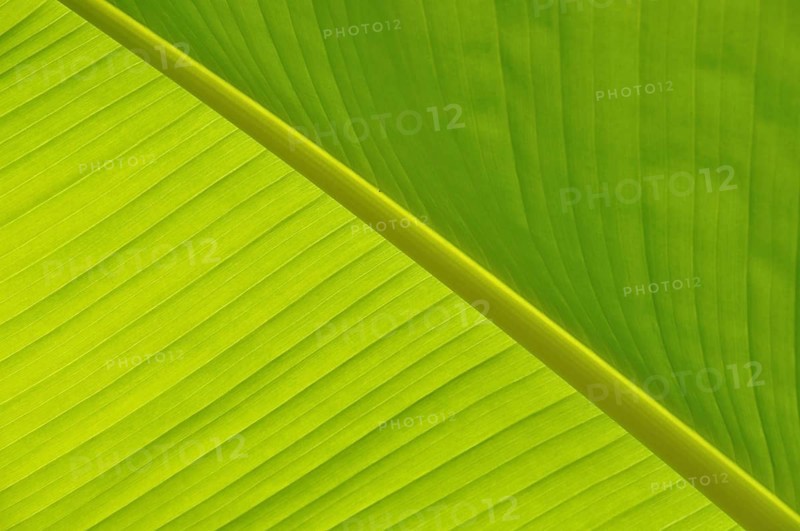 Green Leaf close-up, Close-up of a vibrant green banana leaf showing its texture and natural pattern