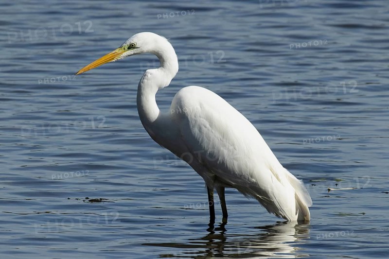 Great Egret standing in water looking left