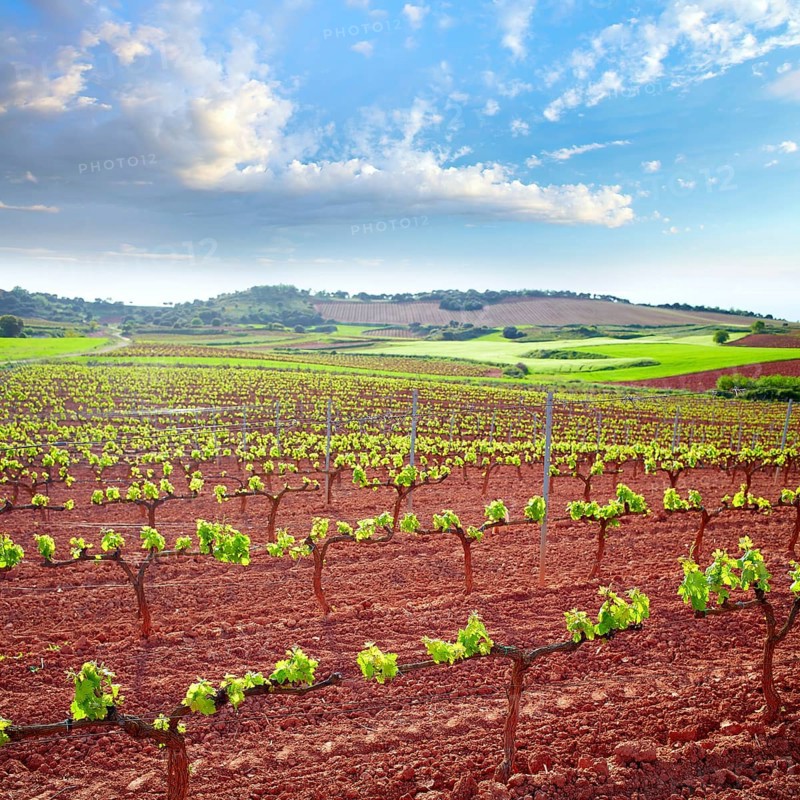 La Rioja vineyard fields by The Way of Saint James in Logrono