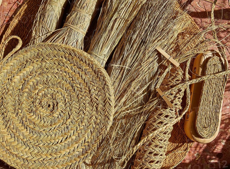 Esparto halfah grass used for crafts as cords basketry and espadrilles