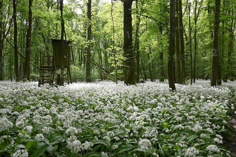 Wild garlic flower (Allium ursinum), spring, Germany, Bavaria, Lower Franconia, Europe