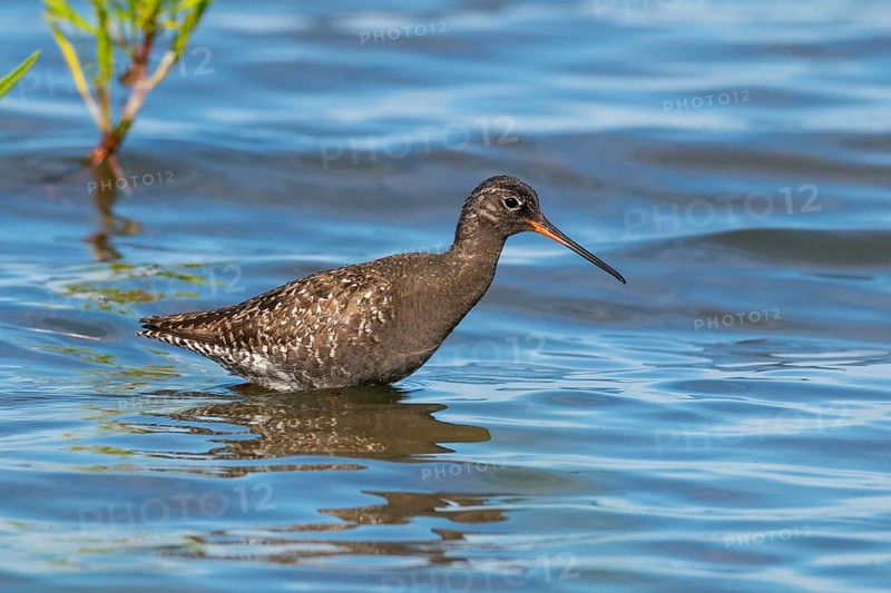 Spotted Redshank, Tringa erythropus