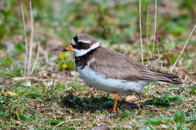 Ringed Plover, Charadrius hiaticula