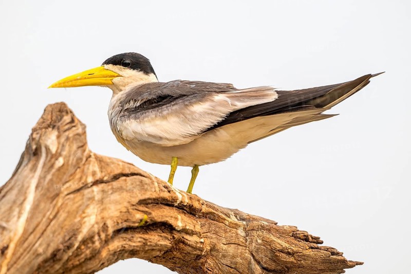 Large-billed Tern (Phaetusa simplex), Pantanal, inland, wetland, UNESCO Biosphere Reserve, World Heritage Site, wetland biotope, Mato Grosso, Brazil, South America