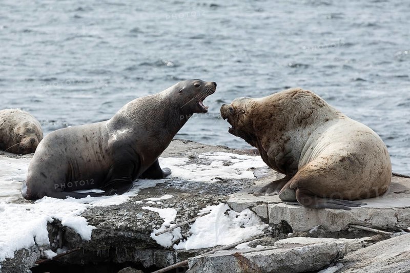 Nature of Kamchatka: rookery Steller Sea Lion or Northern Sea Lion (Eumetopias Jubatus) . Russia, Kamchatka Peninsula, Avachinskaya Bay, Petropavlovsk-Kamchatsky City