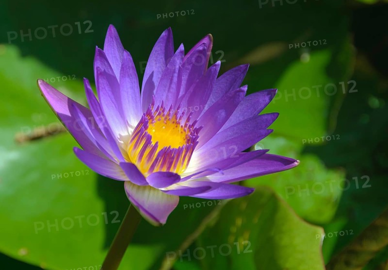 Purple petals, purple and yellow stamens and green leaves of a lotus flower, Heviz, Hungary, Europe