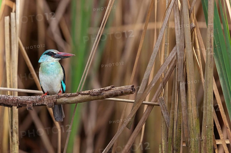 Kingfisher, (Halcyon malimbica), kingfisher family, perching bird, Africa, Gambia, Kotu creek canoe trip, Kotu, South Bank, Gambia, Africa