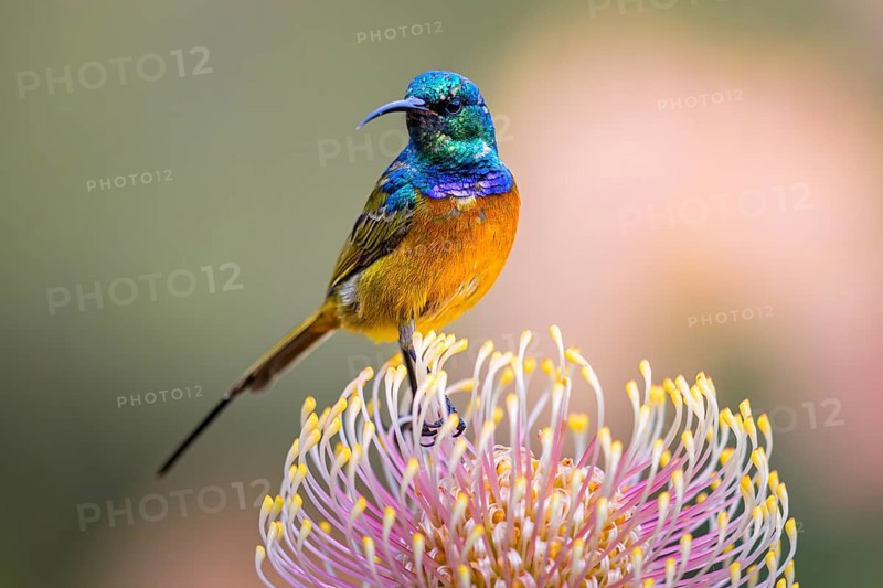 Orange-breasted sunbird (Anthobaphes violacea), Nectarinia violacea, Orange-breasted Sunbird, Souimanga orangé, Suimanga pechinaranja, Harold Porter National Botanical, Betty's Bay, Western Cape, South Africa, Africa