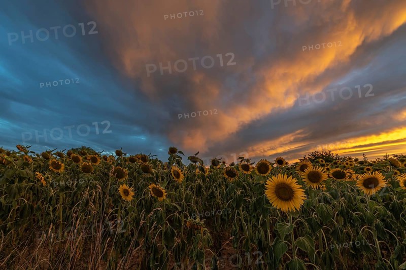 Sunflower fields at stunning sunset in countryside. Alsace, France, Europe