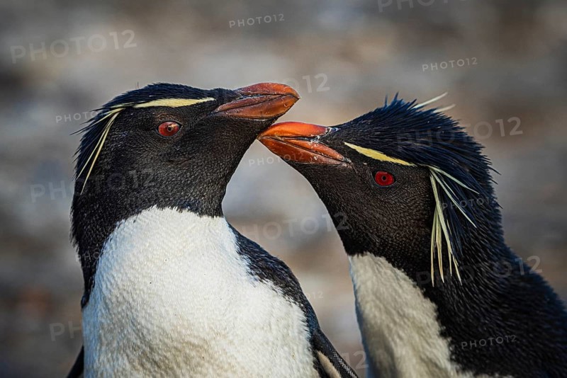 Rockhopper penguins (Eudyptes chrysocome) courting, Pebble Island, Falkland Islands, Great Britain, South Atlantic, South America