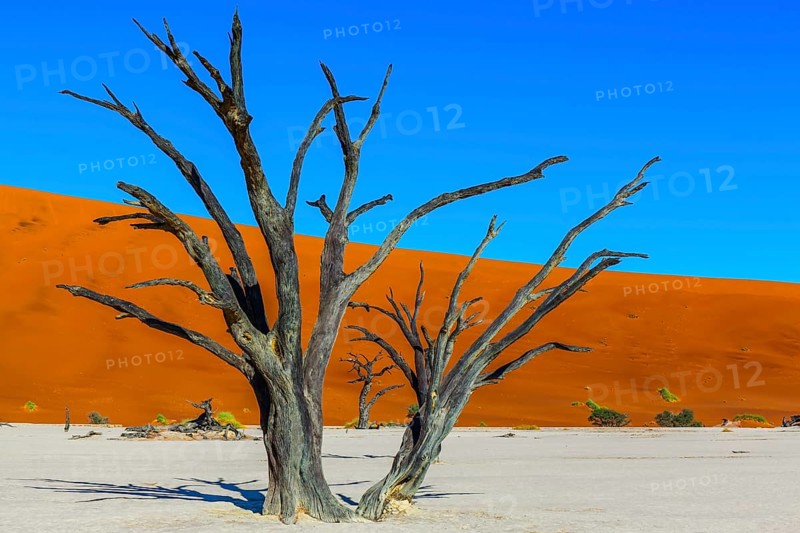Clay plateau in the part of the Namib Naukluft desert. Sunny morning. Dead lake with dead trees. The bottom of the dried lake Sussussflay. The concept of exotic, extreme and photo tourism