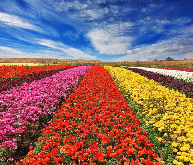 Field of multi-colored decorative buttercups Ranunculus Bloomingdale. Flowers planted with broad bands of bright colors - red, yellow, pink and purple