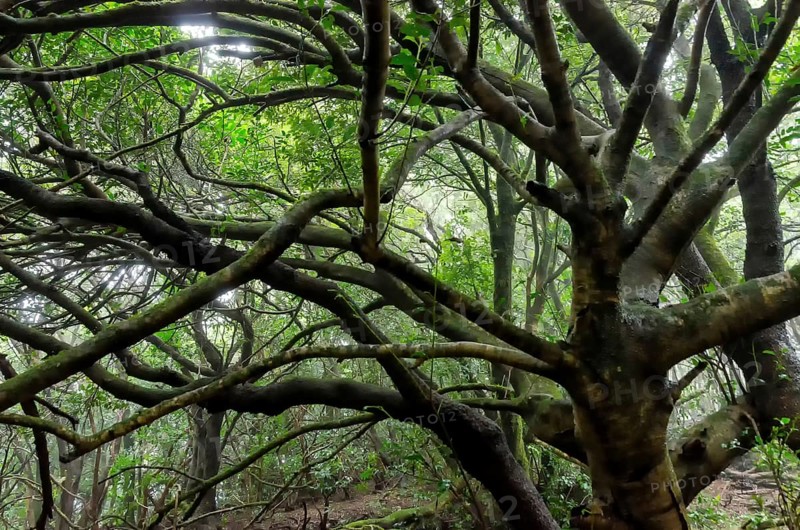 Laurel forest on Tenerife
