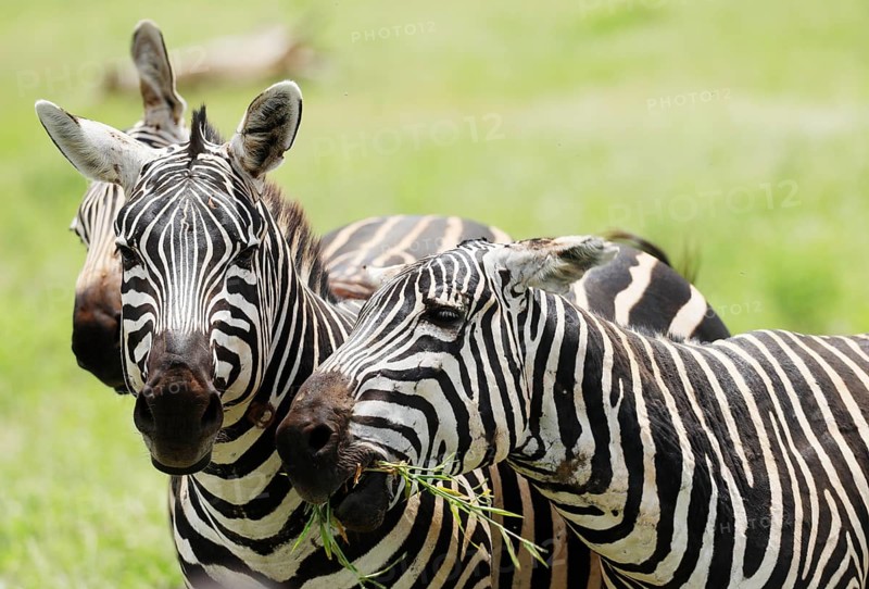 Zebras in Tsavo East National Park, Kenya, Africa