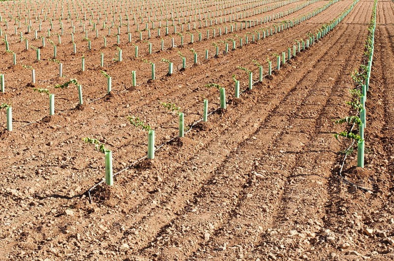 Newly planted vineyards in a row