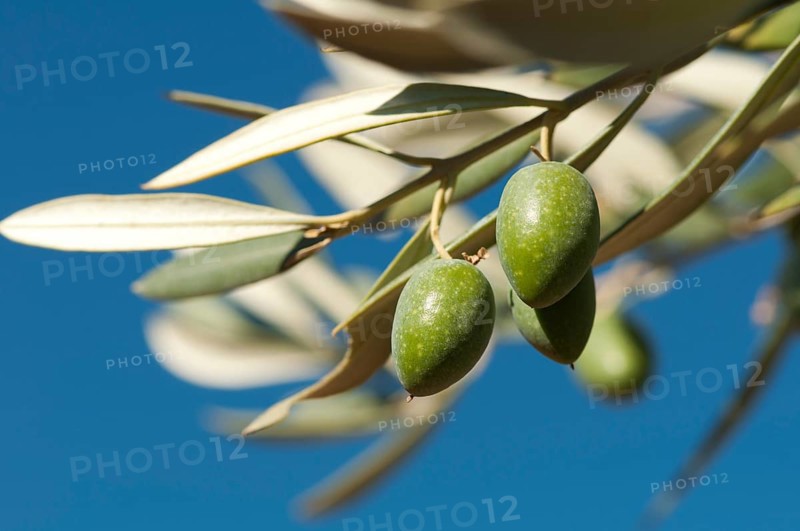 Olives on a branch. Close up green olives on a tree