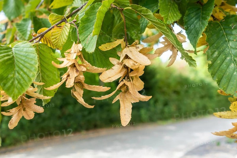 An image of some typical seeds of a hornbeam tree