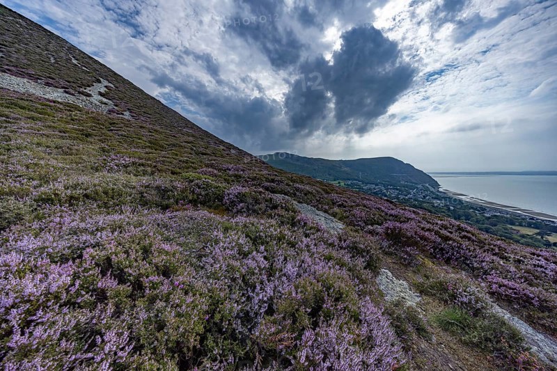 Purple flowering heather with heather (Erica) on the coast with mountains in the background on the edge of Snowdonia National Park, Penmaenmawr, Dwygyfylchi, Caernarfonshire, Conwy County Borough, Wales, United Kingdom, Europe