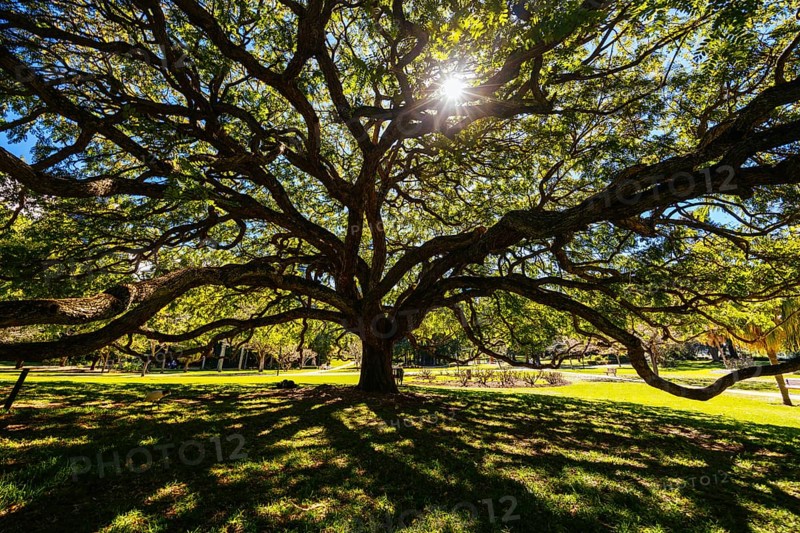 BRISBANE, AUSTRALIA - JULY 29 2023: City Botanic Gardens on a clear winter's day in Brisbane, Queensland, Australia, Oceania