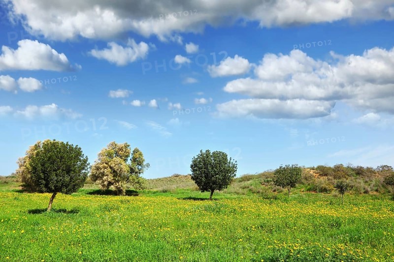 Early spring in fields in southern Israel. Light clouds, green grass, blooming daisies and clear air