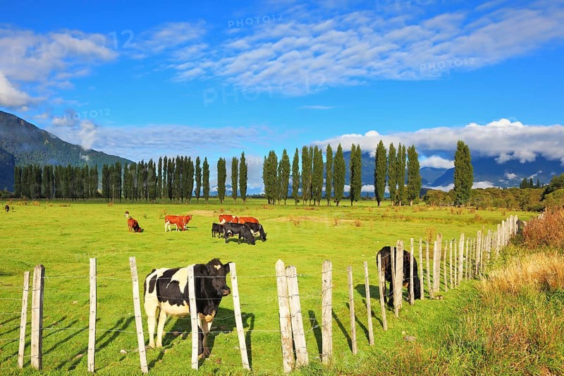 Rural idyll in Chilean Patagonia. Orange and black cow grazing on grass field. Field fenced low fence