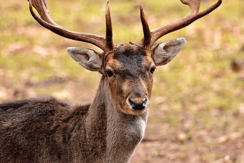 Deer