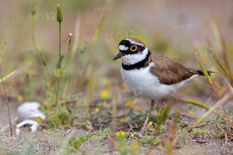 Little Ringed Plover, Little Ringed Plover, (Charadrius dubius), plover family, biotope, foraging, Lesbos, Lesbos Island, Greece, Europe