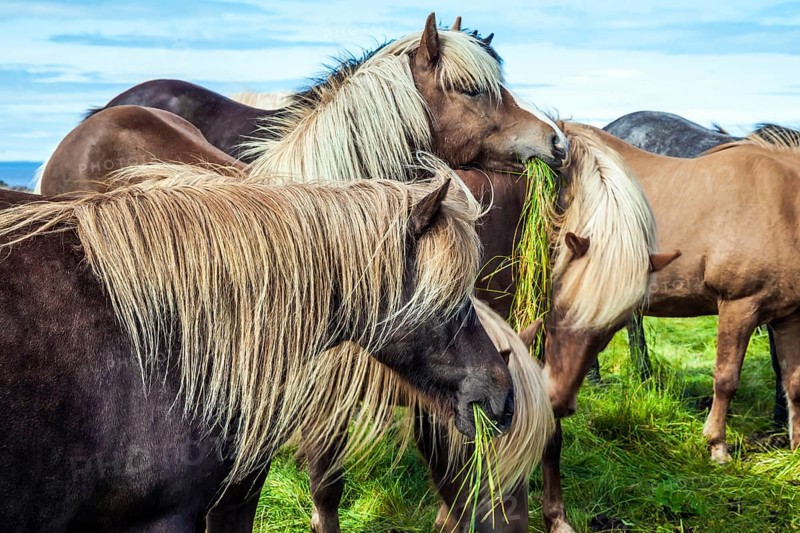 Beautiful and well-groomed Icelandic horses on a free pasture. Thoroughbred and beautiful horses with light manes and tails. Green fresh tall grass in summer tundra. Iceland. Journey of dreams