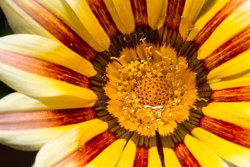 Red and yellow flower stamens. Close up macro