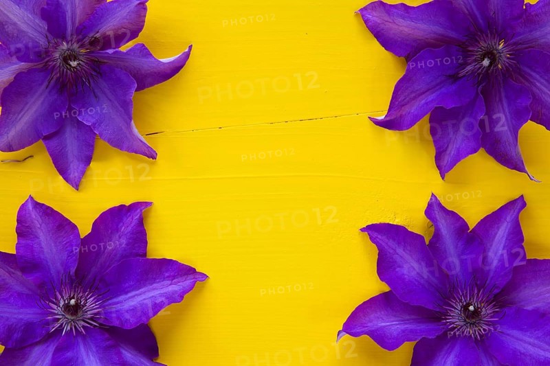 Four purple clematis isolated on wooden table