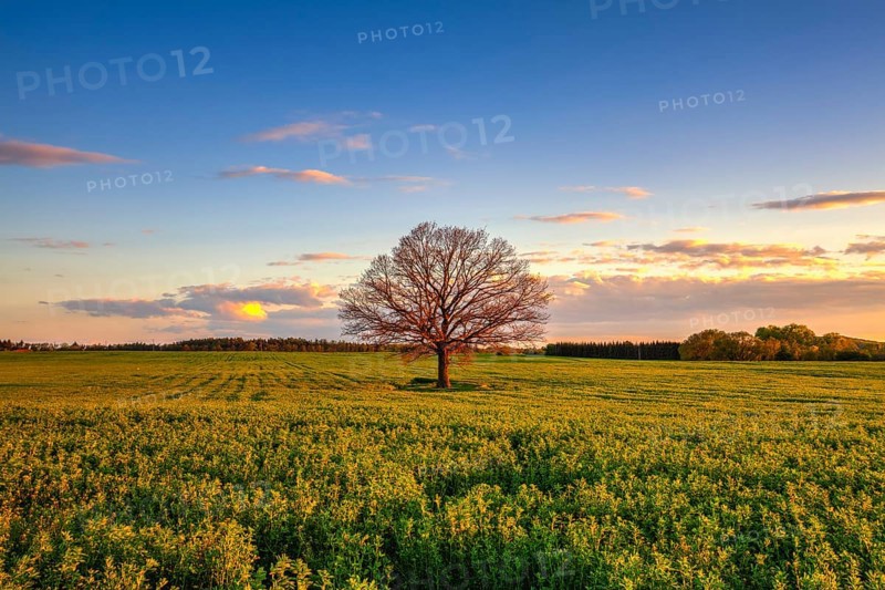 Memorable lonely tree on the field at sunset in Cholupice, Czech Republic, Europe