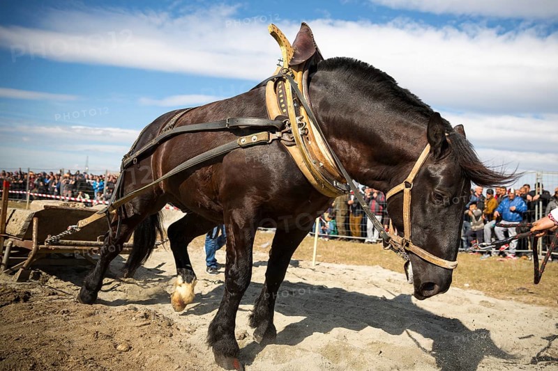 Horses and their owners participate in a heavy pull tournament. The animals has to pull a load of hundreds of kilograms on a 30 m. track