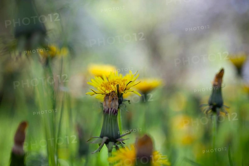 Dandelion (Taraxacum), Leoben, Styria, Austria, Europe
