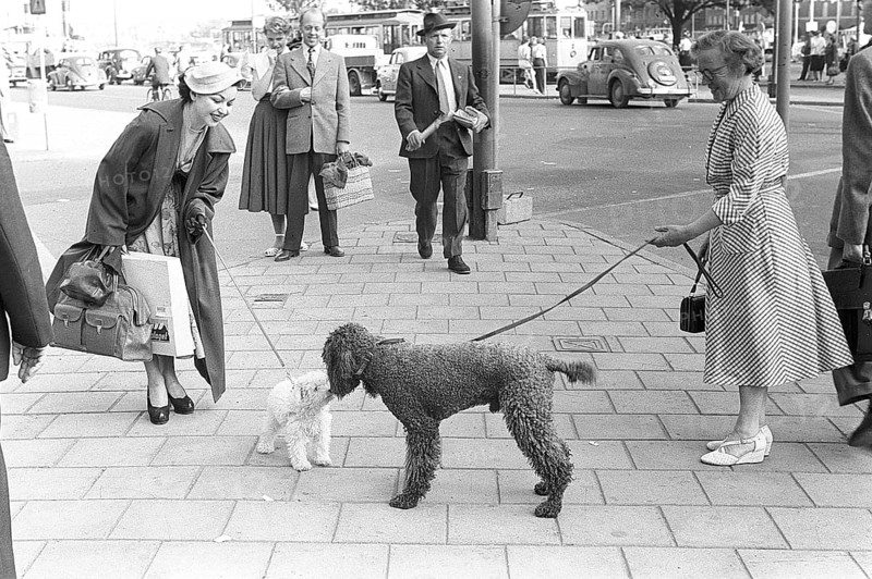 Fashionable in the 1950s. A young woman wears a typical 1950s coat. She holds a small white dog who stands in the street with a bigger dog, sniffing each other. Sweden 1953 Kristoffersson Ref 1-2