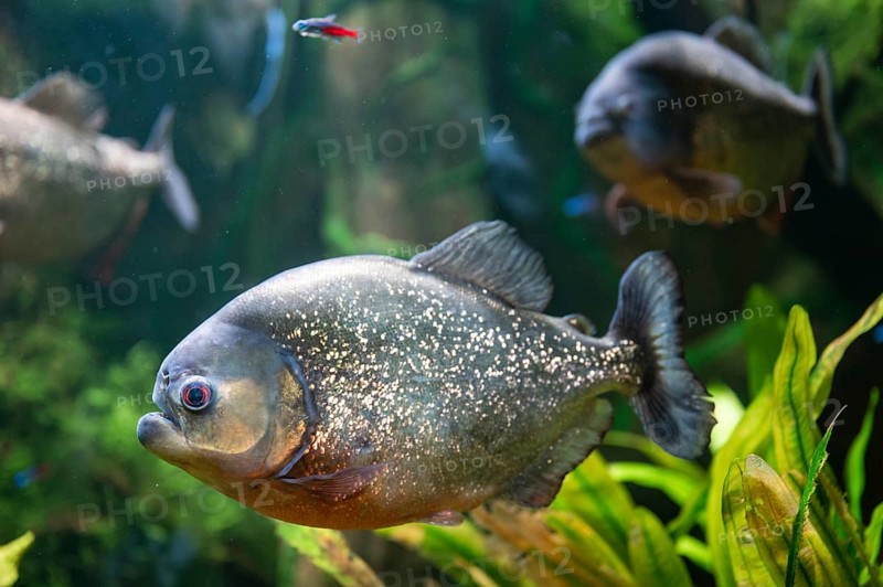 Red piranha swimming in the aquarium