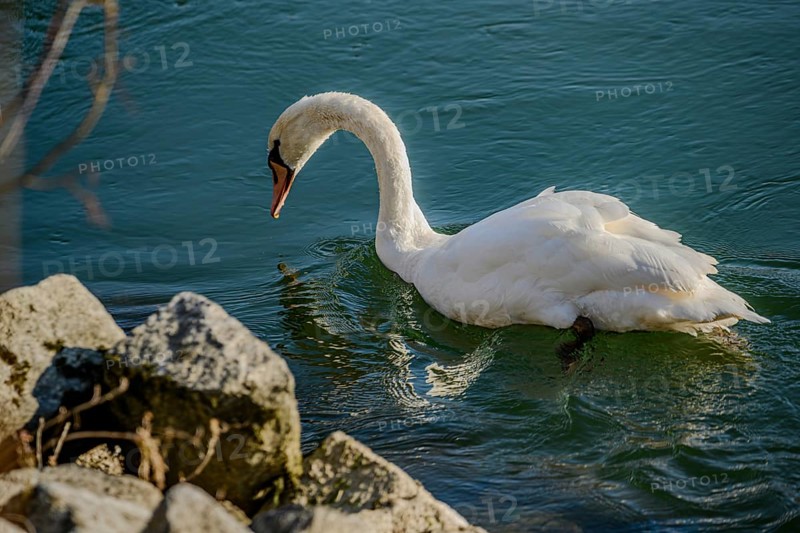 A swan swims on a calm body of water close to stones, in the sunlight, renaturalised Isar, Landau an der Isar