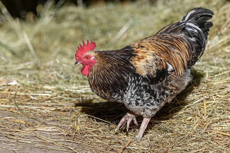 Free-ranging barnyard rooster with colorful plumage, outdoor breeding. Bas-Rhin, Collectivite europeenne d'Alsace, Grand Est, France, Europe