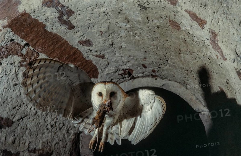 Western Barn Owl (Tyto alba) in flight with a mouse in its beak. Bas-Rhin, Alsace, Grand Est, France, Europe