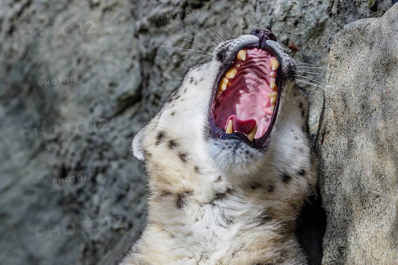 Portrait of a snow leopard close up on a stone background