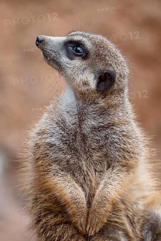Portrait of a meerkat watching the surroundings. Standing Suricate or Meerkat