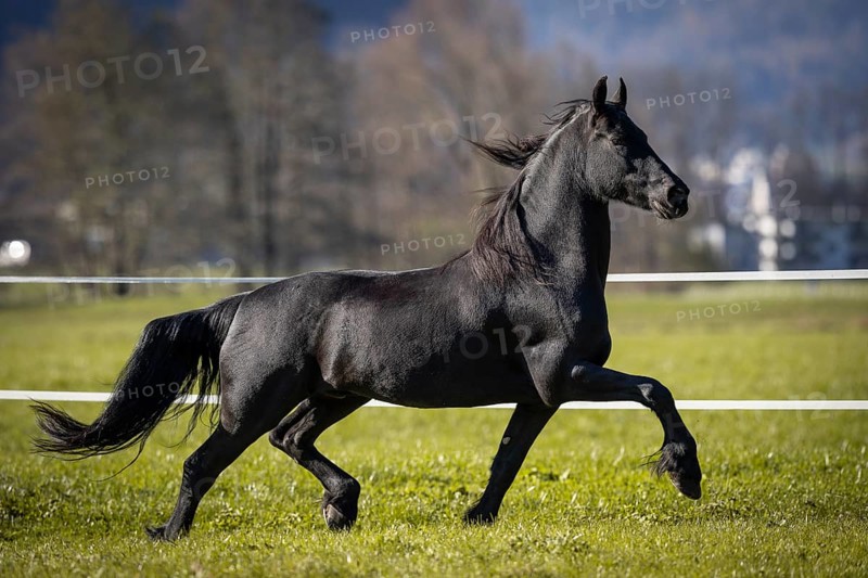 Frisian gelding in the pasture in autumn